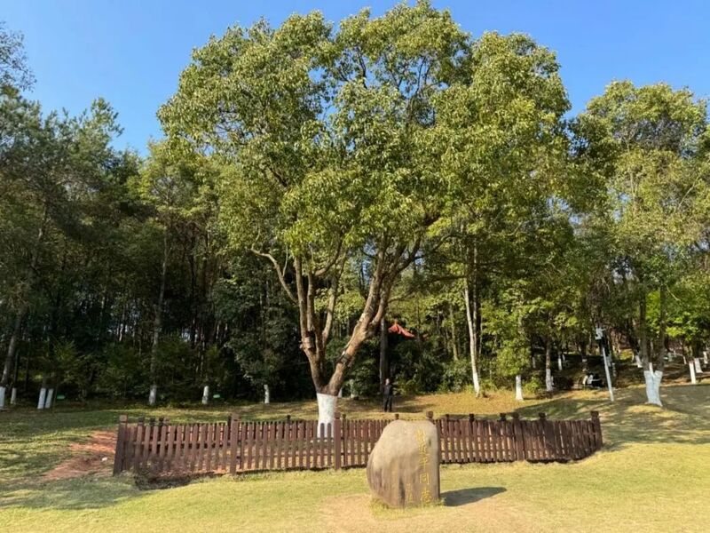 習(xí)近平同志為福建省長(zhǎng)汀縣水土保持科教園捐種的香樟樹(shù)。圖源：學(xué)習(xí)時(shí)報(bào)